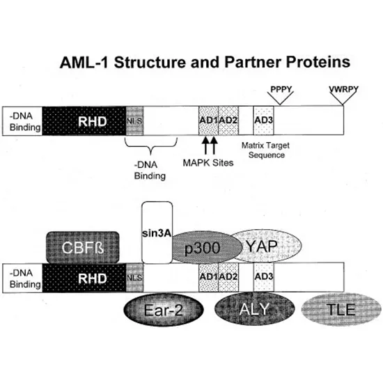 AML1-ETO Qualitative PCR